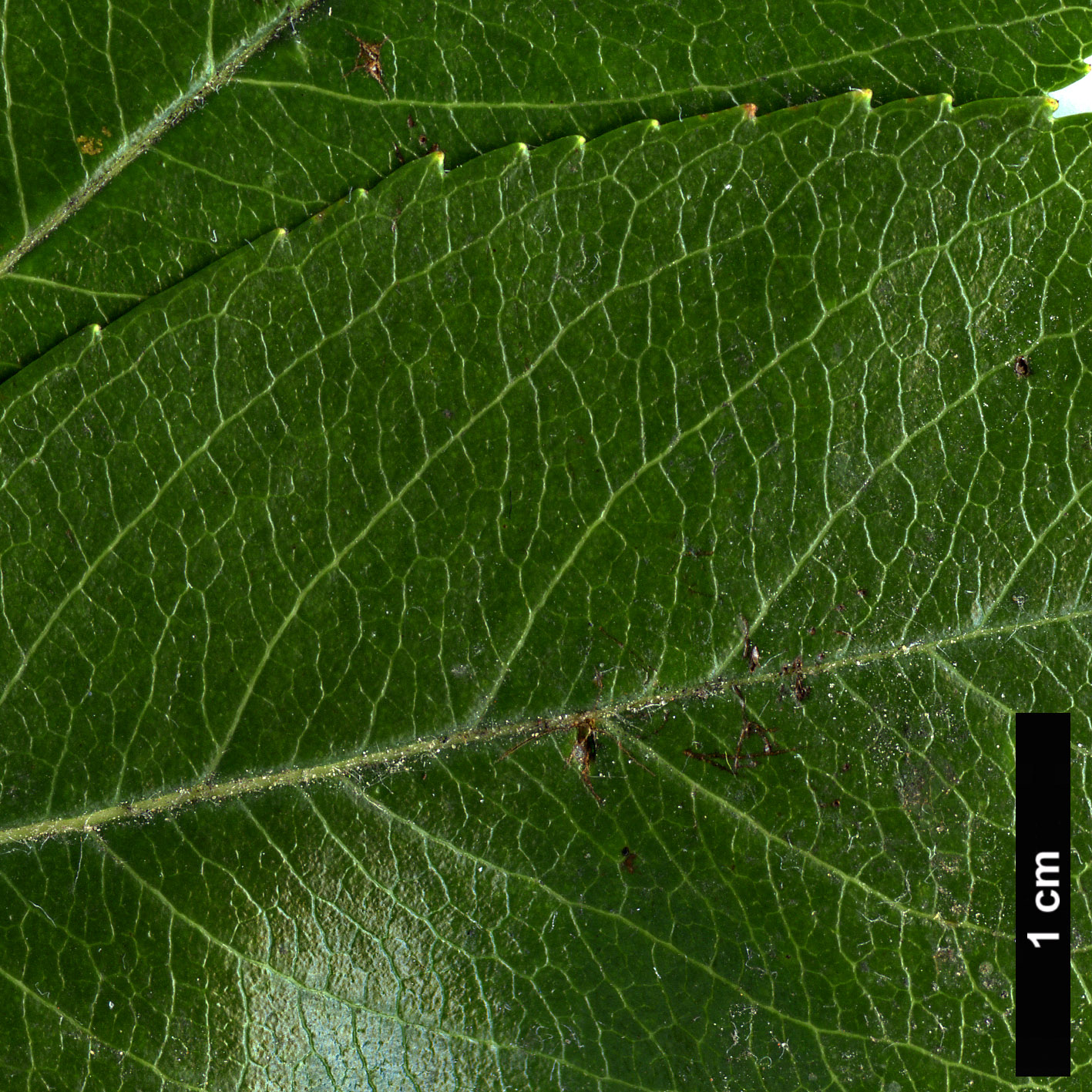 High resolution image: Family: Rosaceae - Genus: Crataegus - Taxon: crus-galli - SpeciesSub: var. pyracanthifolia